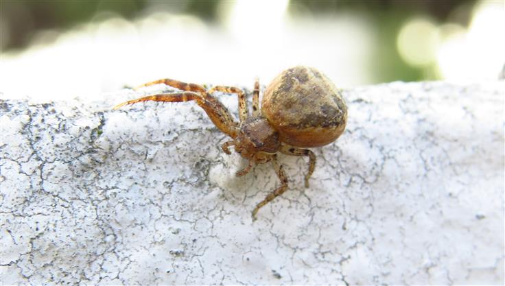 Xysticus sp. -  Costa de Caparica (Portogallo)